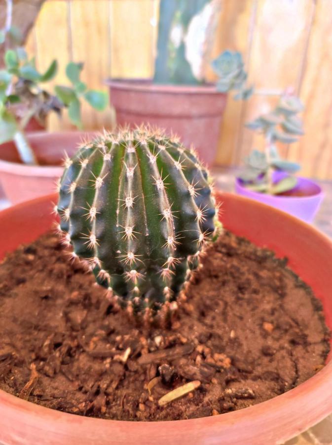Отель La Tribu Del Indio Сан-Педро-де-Атакама Экстерьер фото